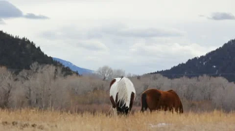Horses in Field Stock Footage 21235933