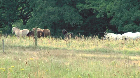 Horses on field Stock Footage 22538172