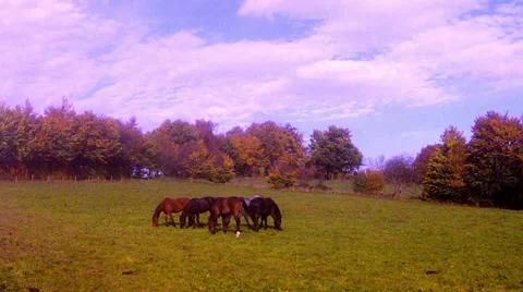 Horses on the field. Stock Footage 32701164