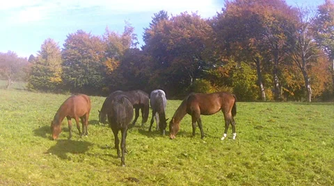 Horses on the field. Stock Footage 32702241