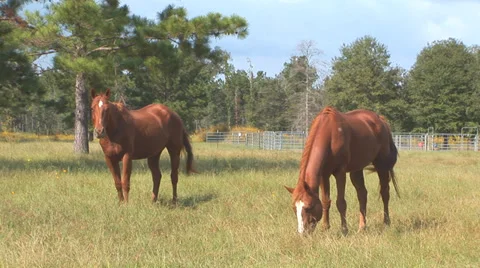 Horses in Field Stock-Footage 33604128