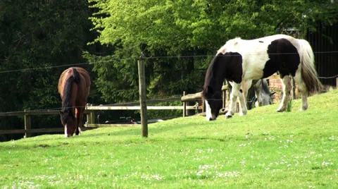 HORSES IN FIELD Stock Footage 37321738