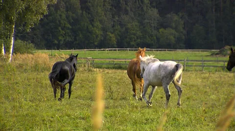 Horses in field Stock Footage 49542632