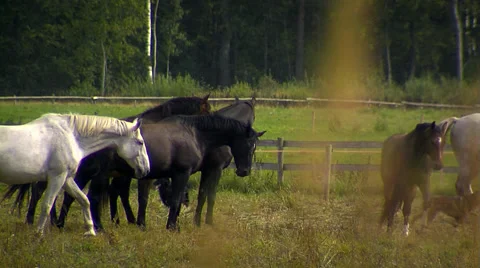 Horses in field Stock Footage 49542718