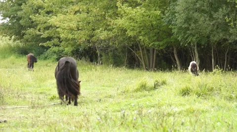 Horses on Field Stock Footage 50592680