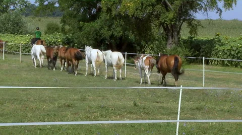 Horses in the field Stock-Footage 52511918