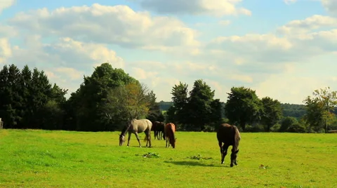 Horses on the field. Stock Footage 54613961
