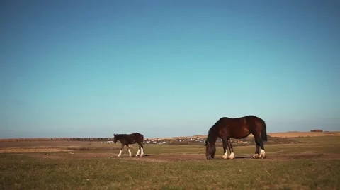 Horses in field Stock Footage 58259407
