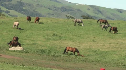 Horses in Field Stock Footage 60694468
