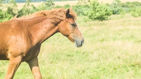 Horses in the field Stock Footage 70170537