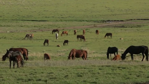 Horses in the field Stock Footage 73812266
