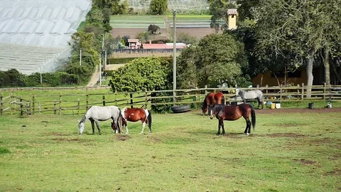 Horses in the field Stock Footage 75273804
