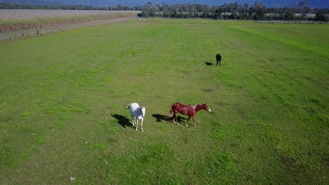 Horses in field Stock Footage 80859480