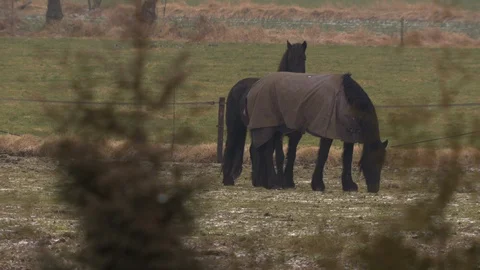 Horses in a field Stock Footage 85917342