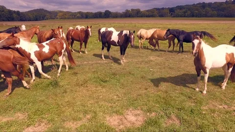 Horses in field Video stock 92227533