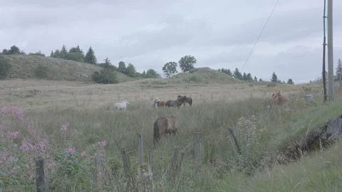 Horses in field Stock Footage 93378791