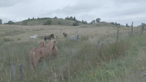 Horses in field Stock Footage 93379314