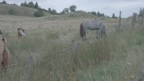 Horses in field Stock Footage 93379441