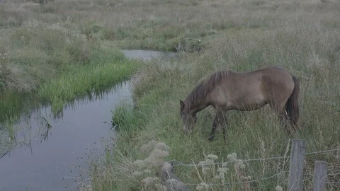 Horses in field Stock Footage 93389661
