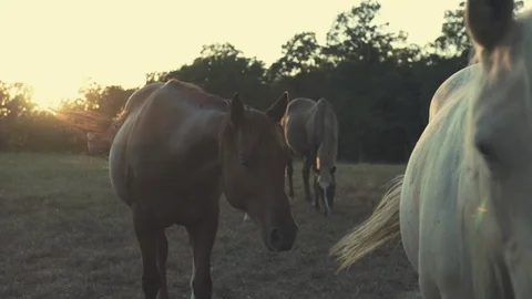 Horses in field Video stock 95740253