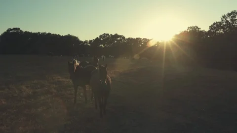 Horses in field Stock Footage 95744095