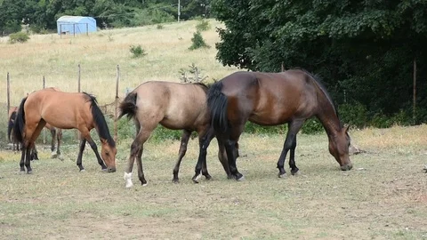 Horses at field Stock Footage 97815422