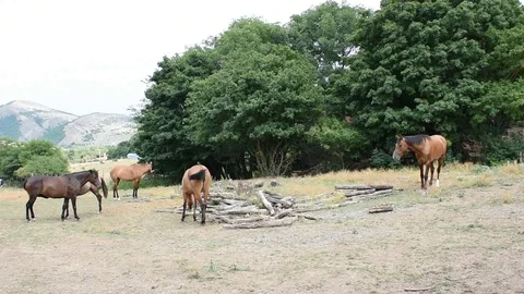 Horses at field Stock Footage 97815423