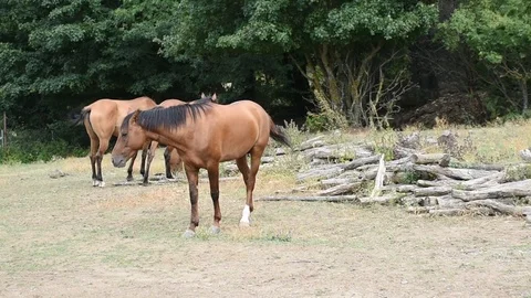 Horses at field Stock Footage 97815428