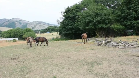 Horses at field Stock Footage 97815429