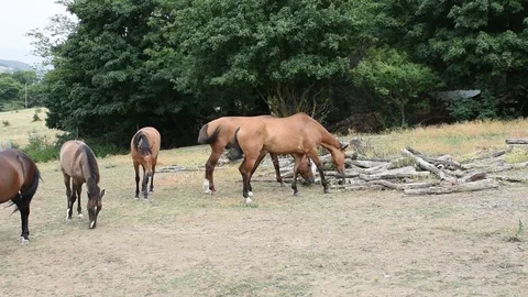 Horses at field Stock Footage 97815432