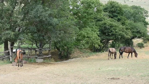 Horses at field Stock Footage 97815435