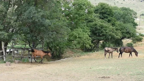 Horses at field Stock Footage 97815437