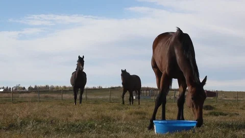 Horses in a field Stock Footage 101024354