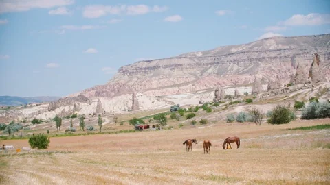 Horses in the Field Stock Footage 103629597