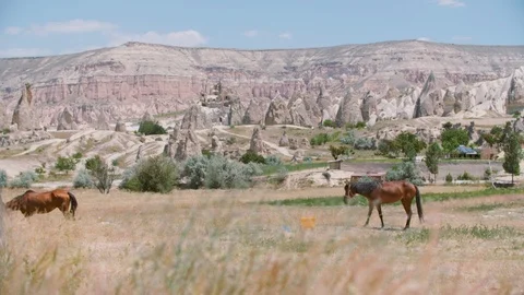 Horses in the Field Vídeo Stock 103732965