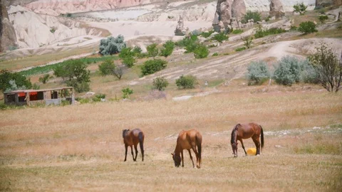 Horses in the Field Stock Footage 103820367