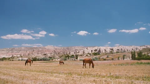 Horses in the Field Stock Footage 103821802