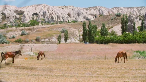 Horses in the Field Stock Footage 103870284