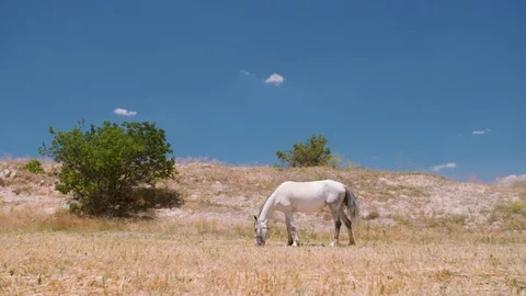Horses in the Field Stock Footage 103871295
