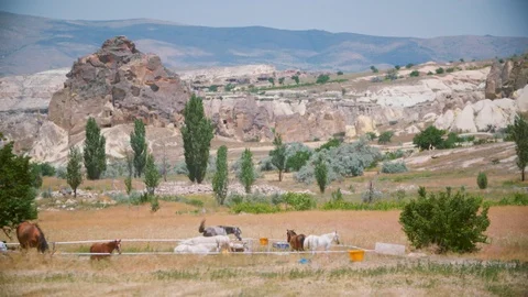Horses in the Field Stock Footage 103872975