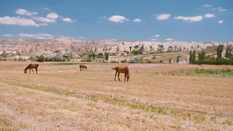 Horses in the Field Stock Footage 103874191