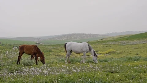 Horses in the field Stock Footage 113319696
