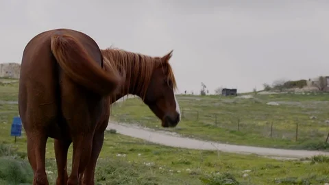 Horses in the field Stock Footage 113319706