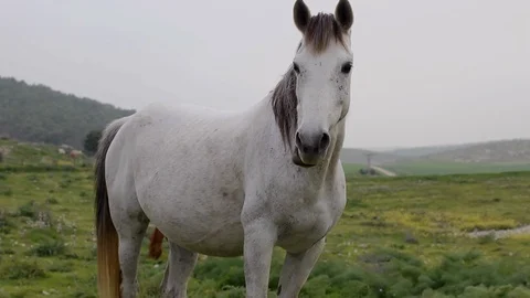 Horses in the field 스톡 동영상 113319713