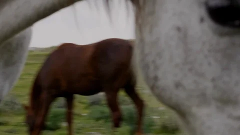 Horses in the field Stock Footage 113319731