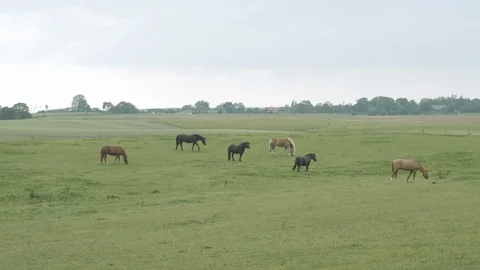 Horses on Field Stock Footage 117116341