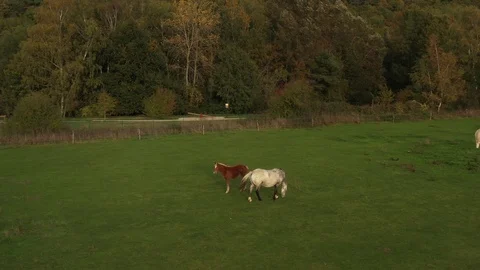 HORSES IN A FIELD Vidéo 118715276