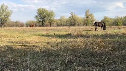Horses on the field Stock Footage 129141321