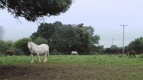 Horses in Field Stock Footage 134386729