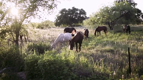 Horses in a field 動画素材 138602879